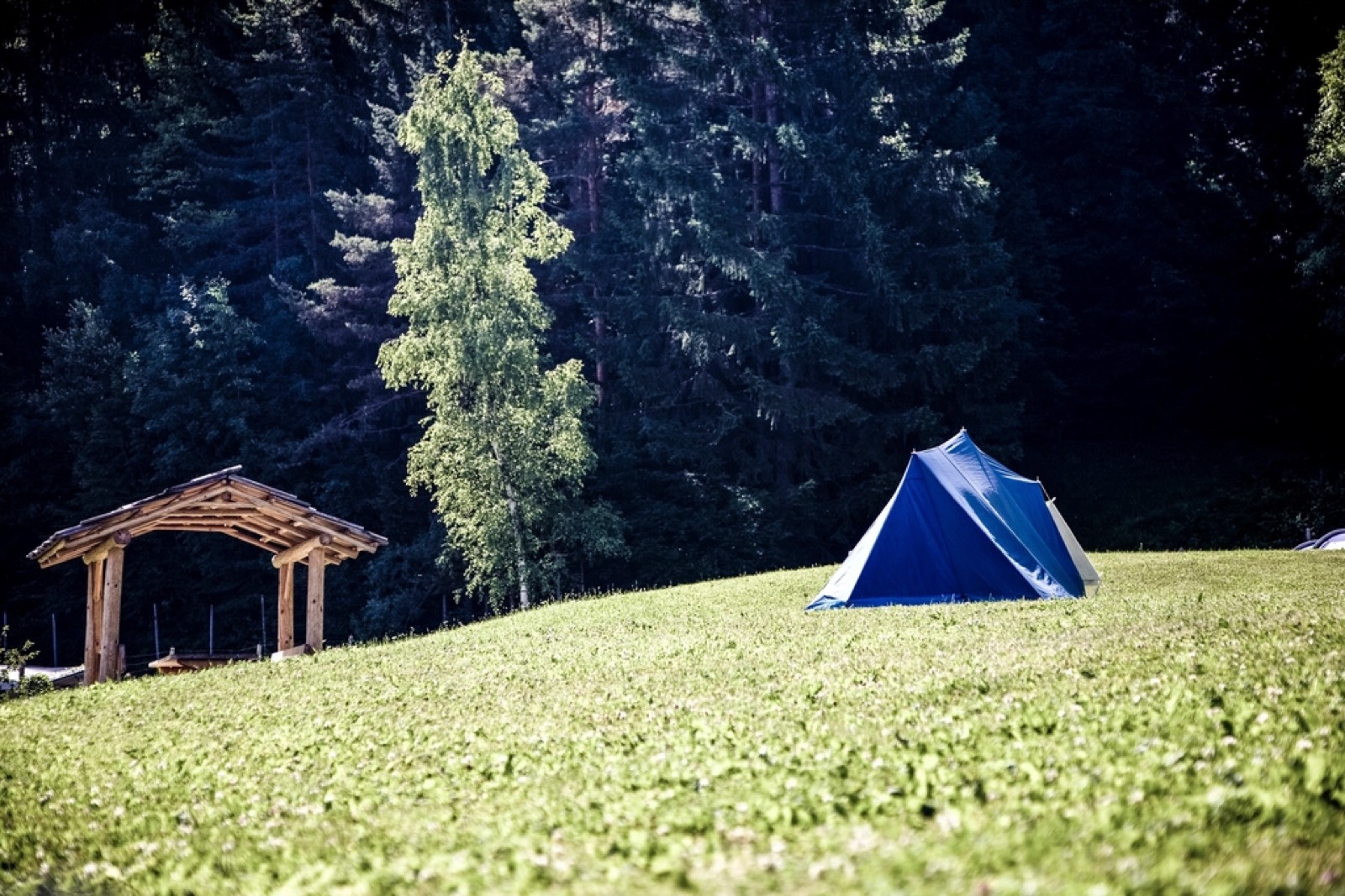 Tienda de campaña en una pradera verde junto a un bosque